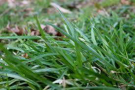 Grass Feed