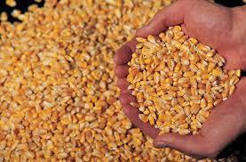 Corn Feed
