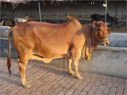 Sahiwal Cow