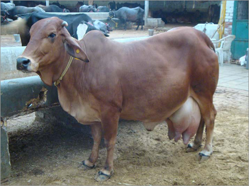 Sahiwal Cow