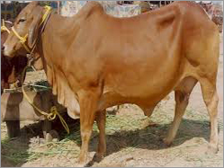 Sahiwal Cow