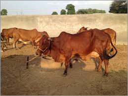 Sahiwal Cow