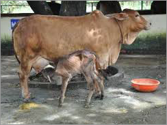 Sahiwal Brown Cow