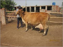 Sahiwal White Cow