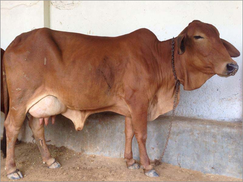 Sahiwal Healthy Cow
