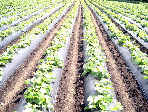 Plastic Mulching Film