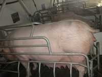 Pregnant Sow