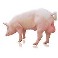 Boar Pig