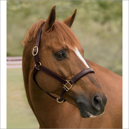 Horse Leather Halter