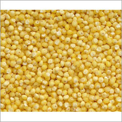 Agriculture Indian Yellow Millet