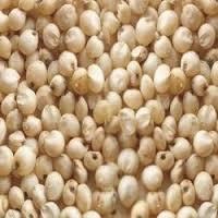 Indian White Sorghum