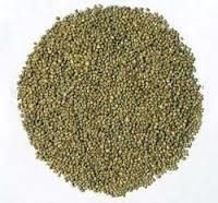 Indian Green Millet Bajra