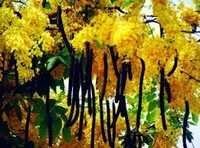 Amaltas