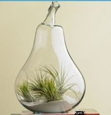 Glass Planter