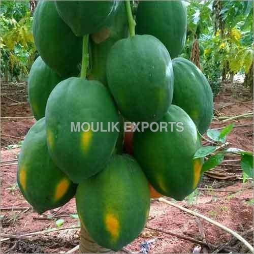 Fresh Papaya Fruit