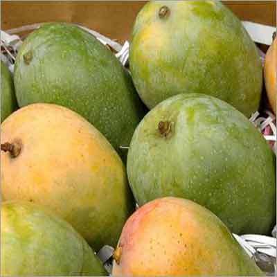 Kesar Mangoes