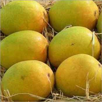 Dasheri Mango