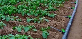 Drip Irrigation Systems