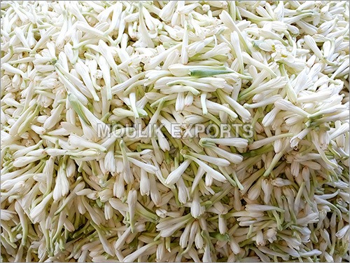 TubeRose TubeRose