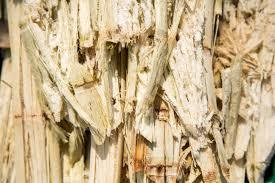 Sugarcane Bagasse