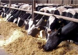 Ricela Cattle Feed Supplement