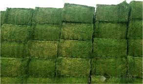Premium Quality Alfalfa Hay In Bales