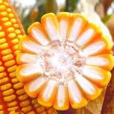 Feed Grade Yellow Corn