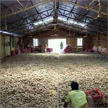 High Quality Fresh Potatoes