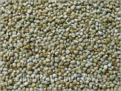 Bajra Seeds By D. K. GROUPS