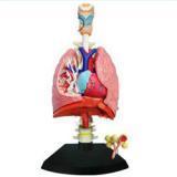 LUNGS-WITH-HEART