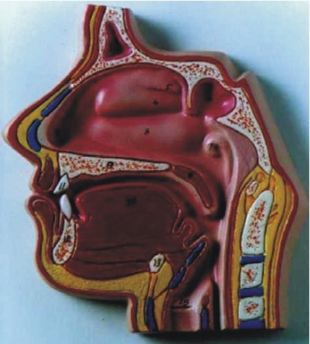 Sinus