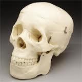 SKULL - PVC Plastic, 200 mm Height, Off-white Color | Anatomical Model, Detailed Structure, Durable Material, Realistic Design