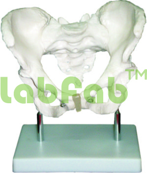 ADULT FEMALE PELVIS - PVC Plastic Realistic Size | Short Broad Shape Rounded Aperture Barrel Pelvis Cava