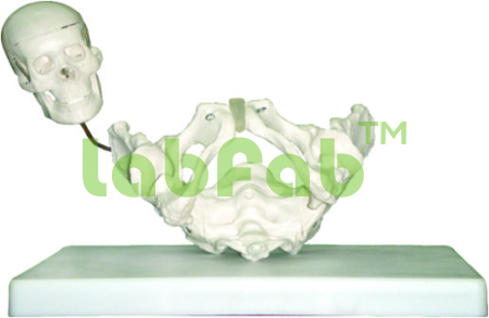 BIRTH DEMONSTRATION MODEL