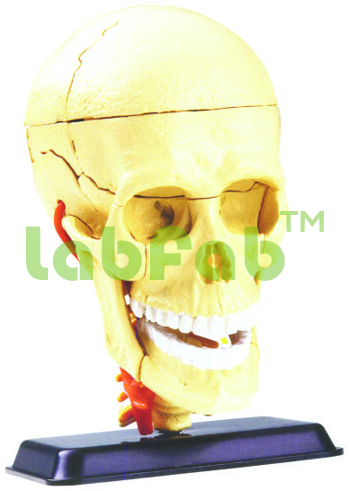 CRANIAL NERVE SKULL ANATOMY MODEL