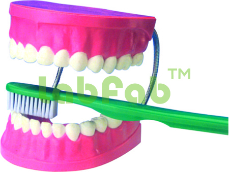 DENTAL CARE MODEL