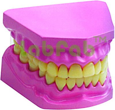DENTAL MODEL SMALL