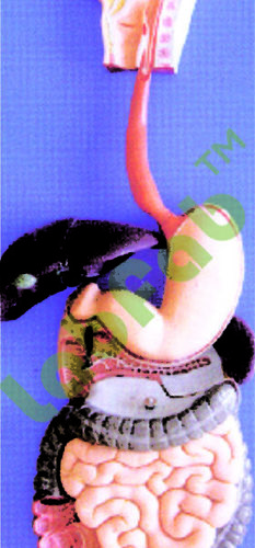 DIGESTIVE SYSTEM MODEL