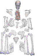 ANATOMICAL AND NURSING MODELS