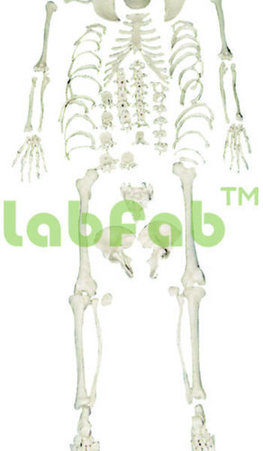 DISARTICULATED SKELETON