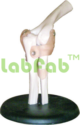 ELBOW JOINT