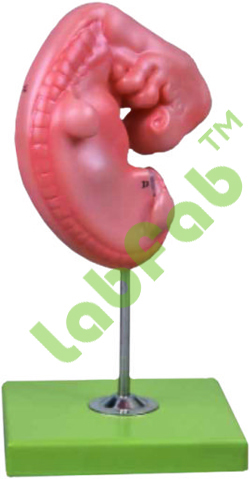 ANATOMICAL AND NURSING MODELS
