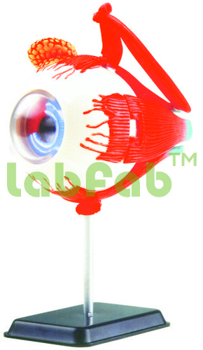 EYE BALL ANTOMY MODEL