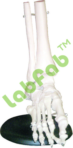 FOOT JOINT