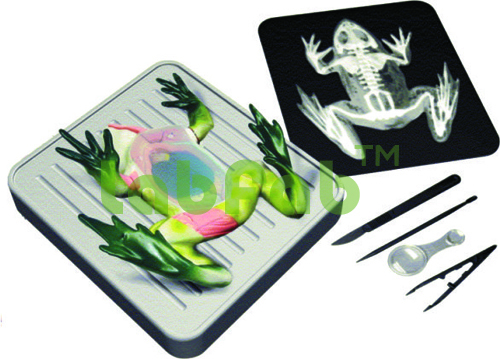 FROG DISSECTION KIT