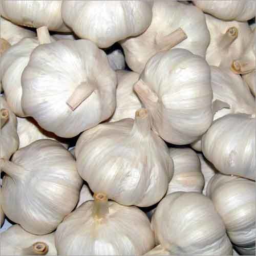 Fresh Big White Garlic