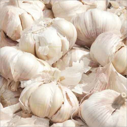 Fresh Garlic