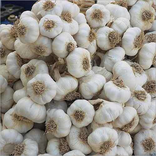 Indian Garlic