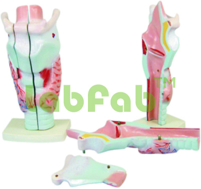 HUMAN LARYNX MODEL MAGNEFIED