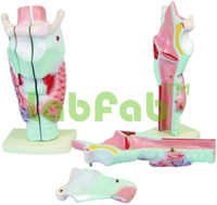 Human Larynx Model Magnefied